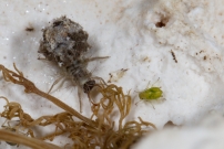 Une larve de Chrysope (Neuroptre - Chrysopidae - Pseudomallada sp.)